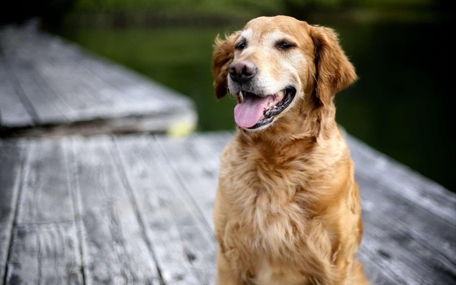 cane retriever sfondo