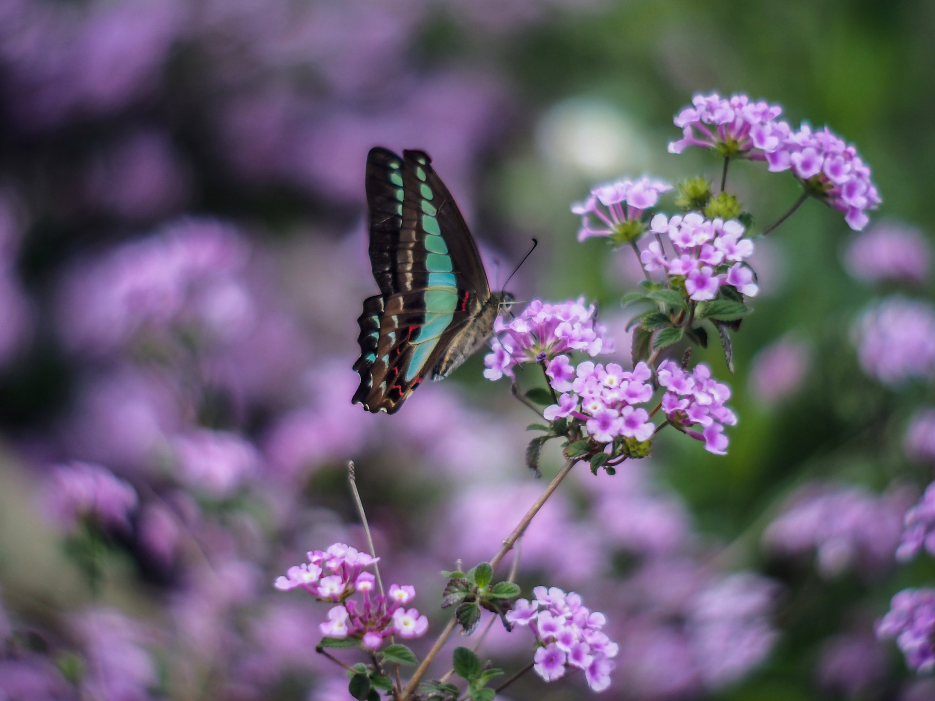 insecte fleurs papillon ailes vert lilas