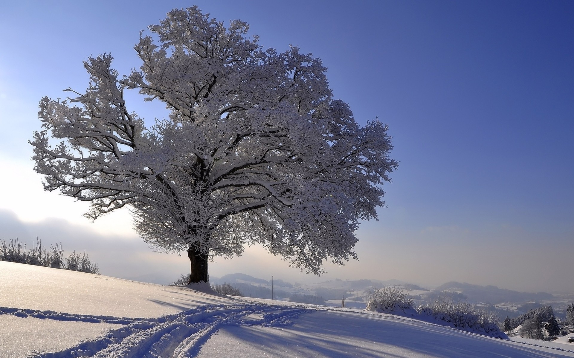 landscape tree frost snow winter horizon