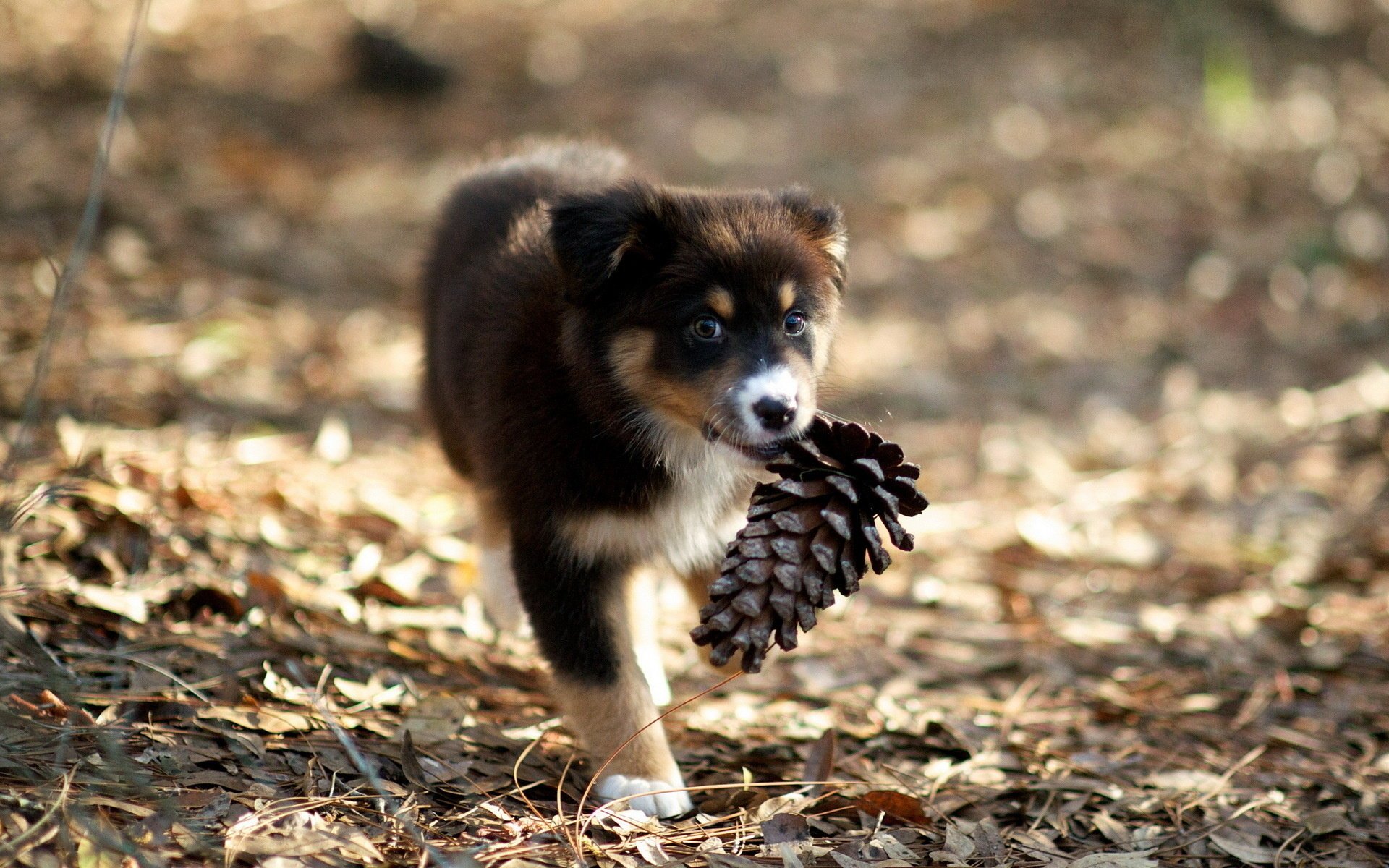 chien chiot bosse