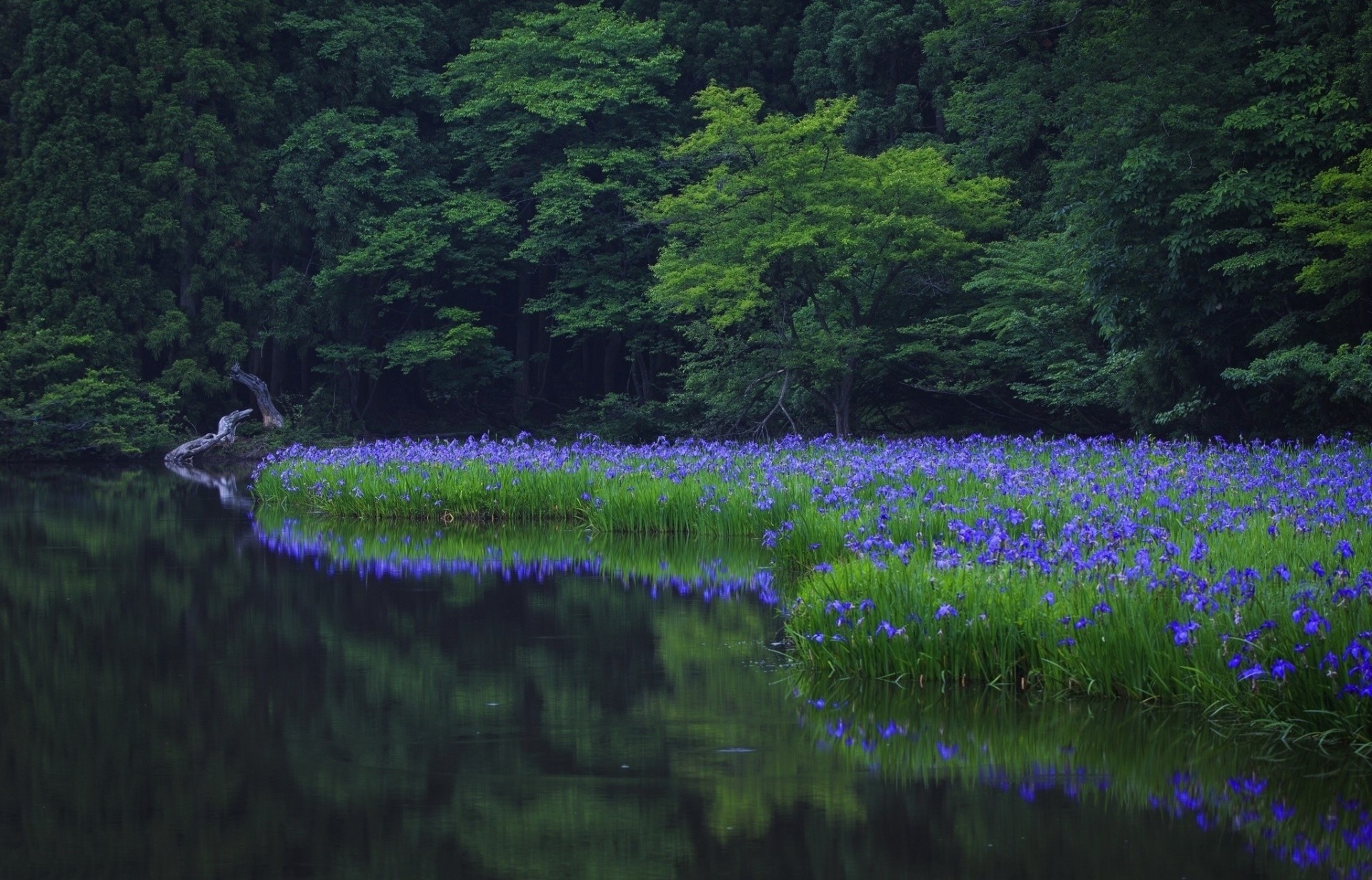 pêche rivière nature thème forêt fleurs arbres