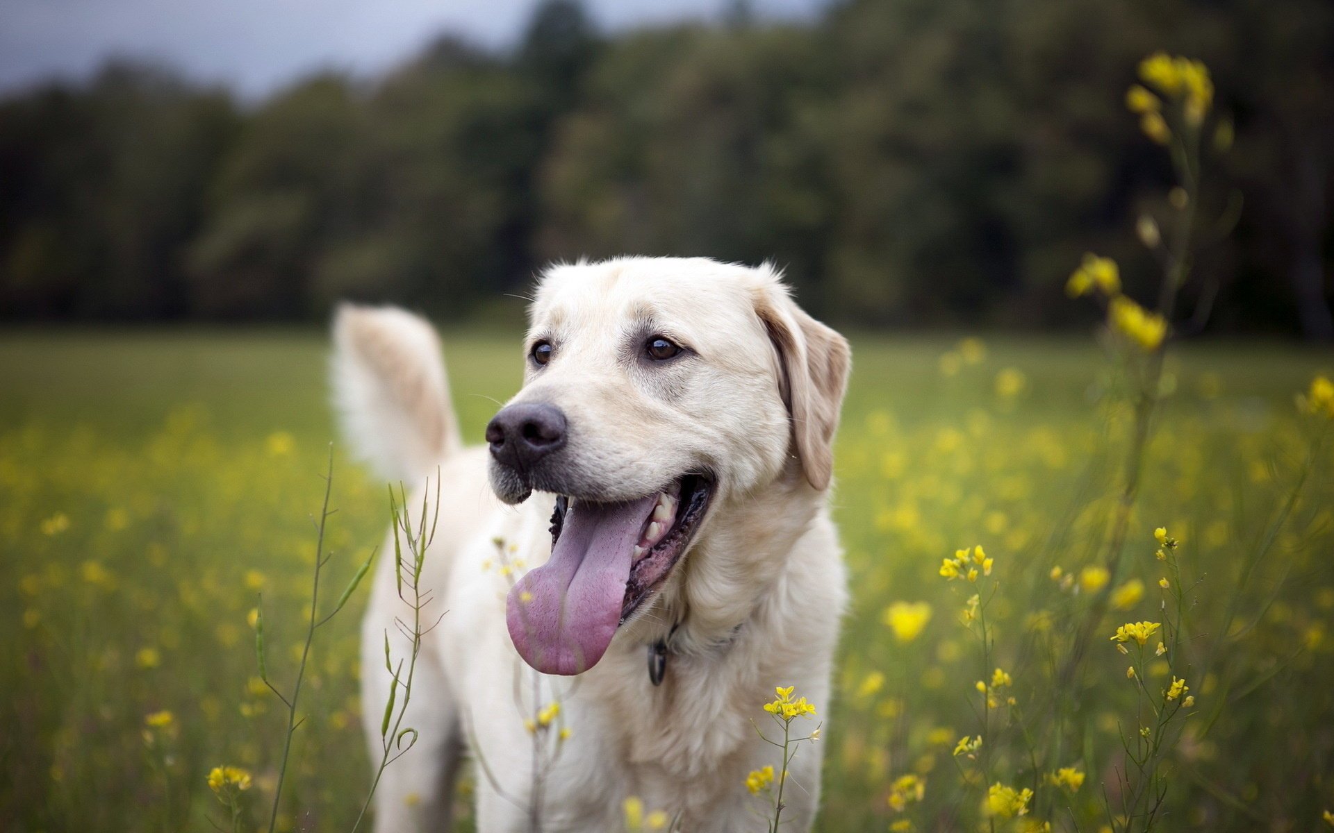 hund freund sommer