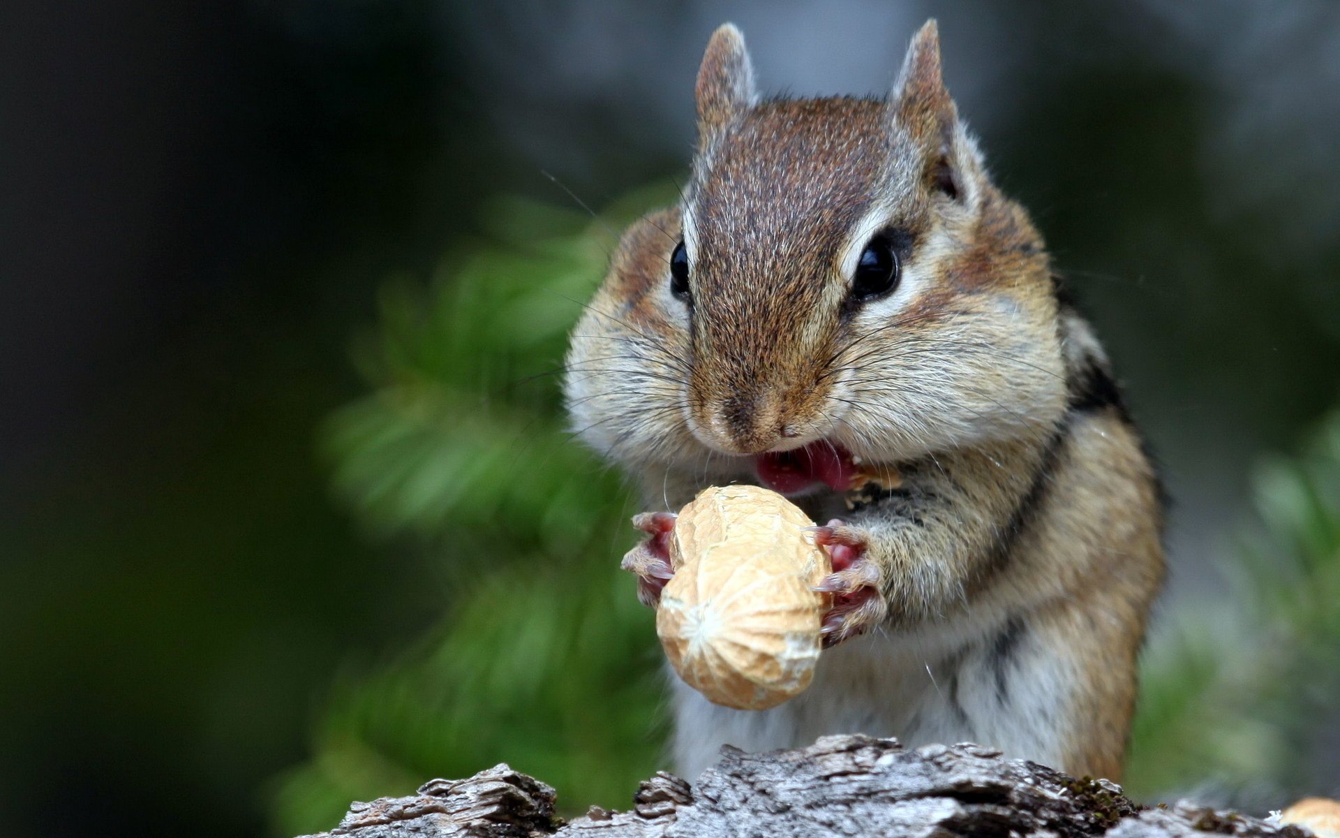 wiewiórka natura orzechy