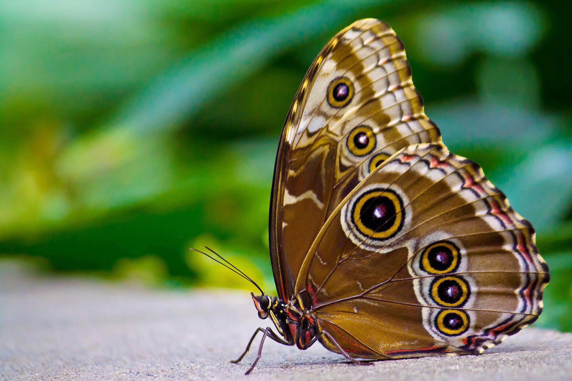 braun schmetterling sitzen morpho augen unterirdisch