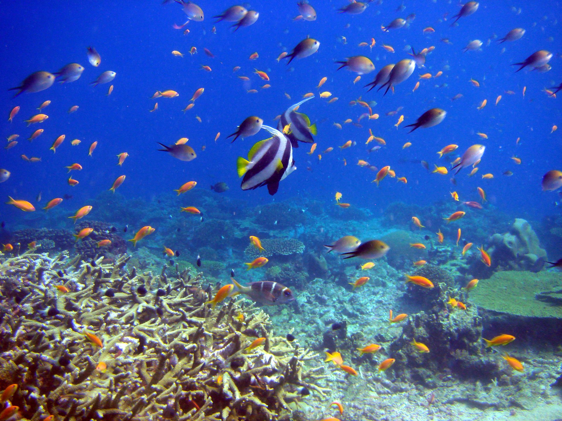 reef and fish ryby podwodny świat korale