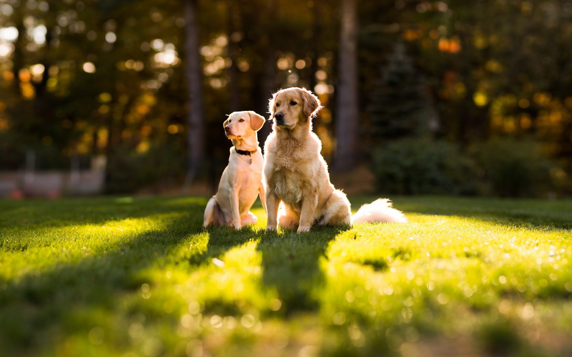 perros pareja perro verano hierba