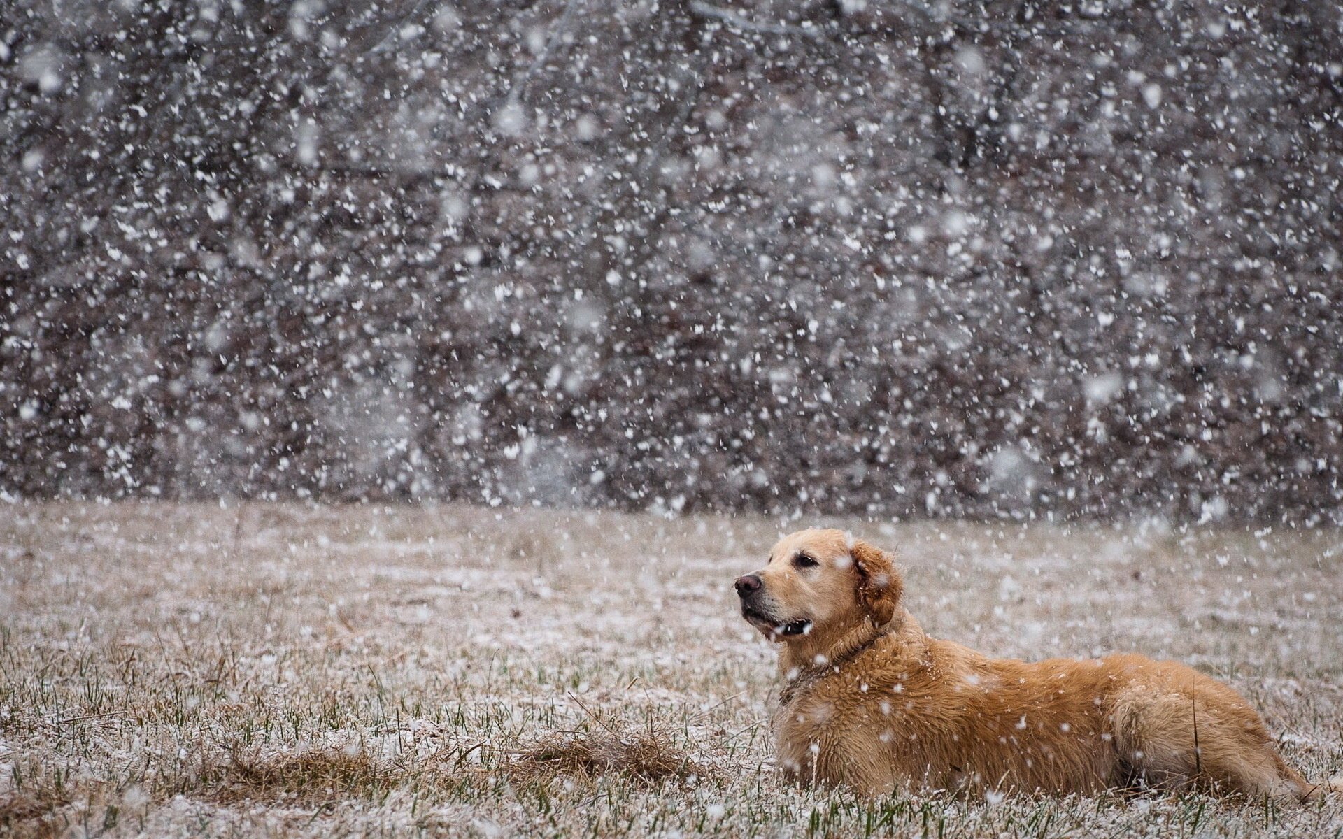 perro nieve campo