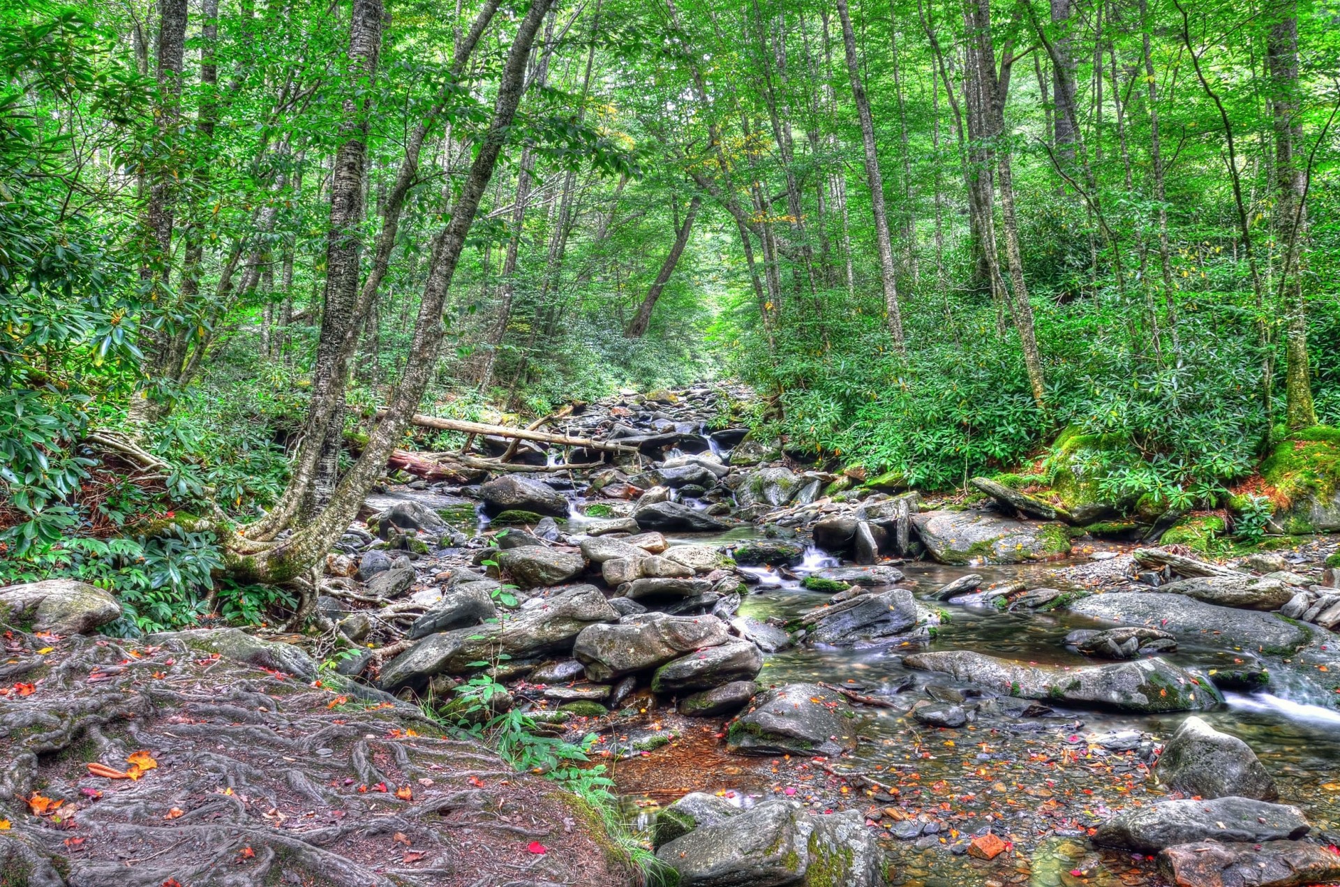 kamienie krajobraz rzeka natura drzewa las