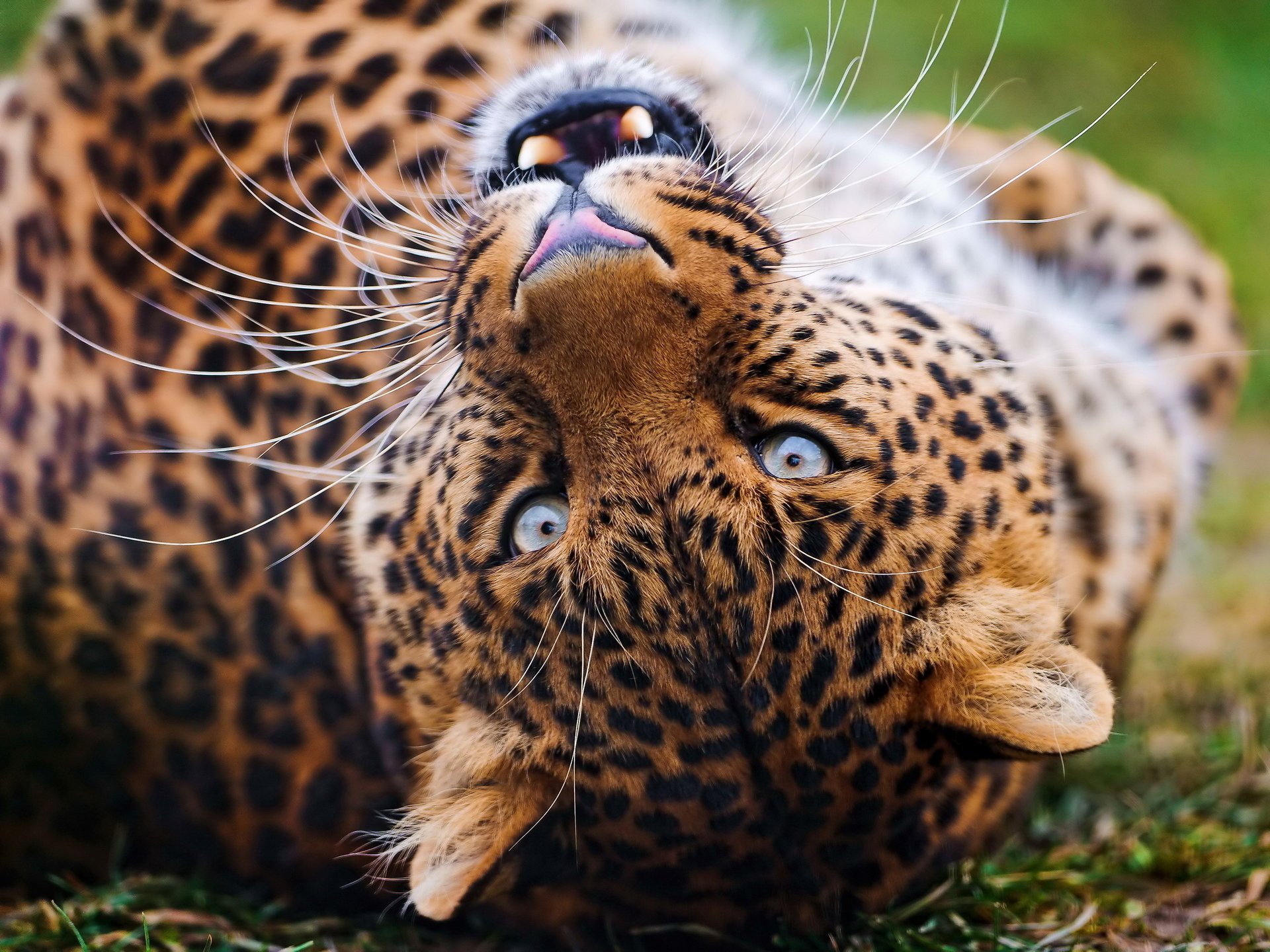 leopard uśmiech leopard gra pysk wąsy spojrzenie