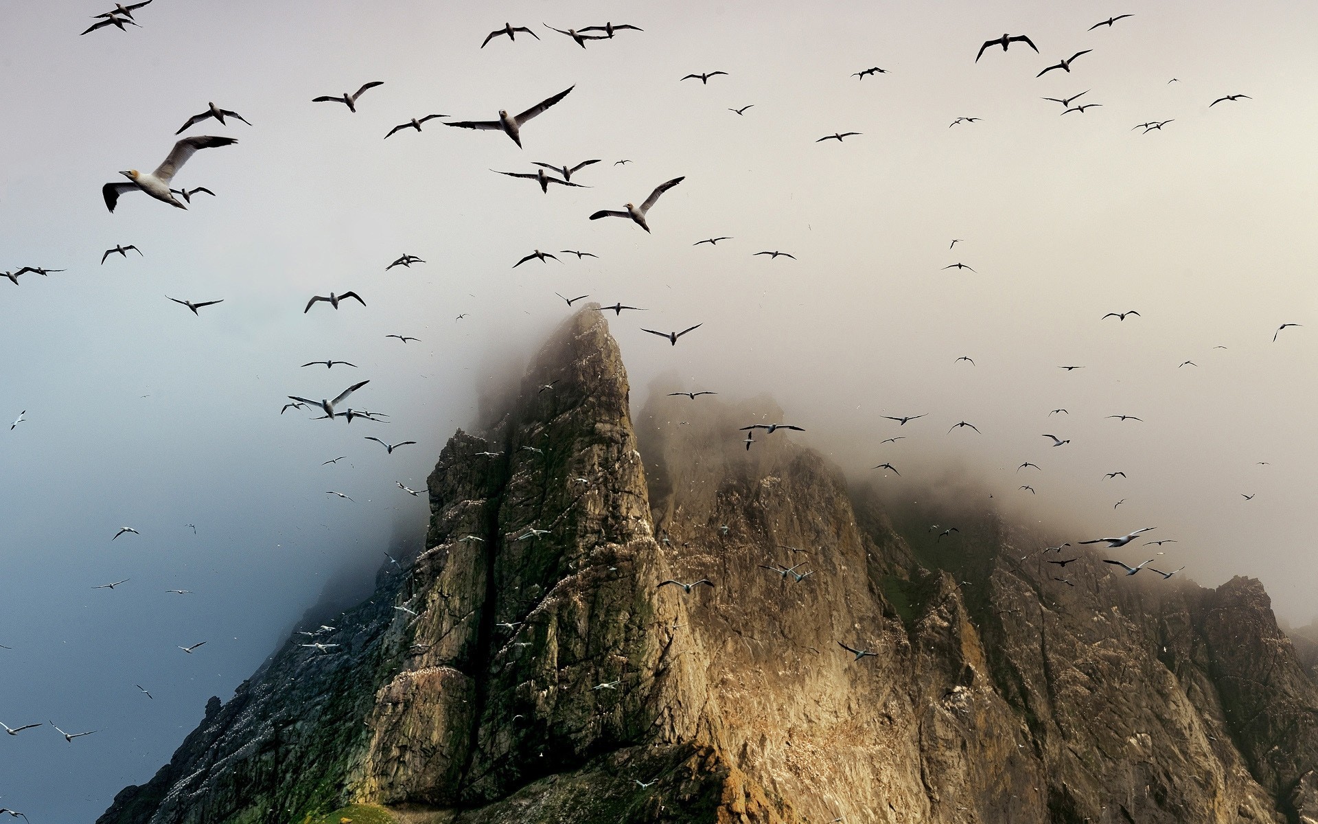 möwen meer nebel felsen