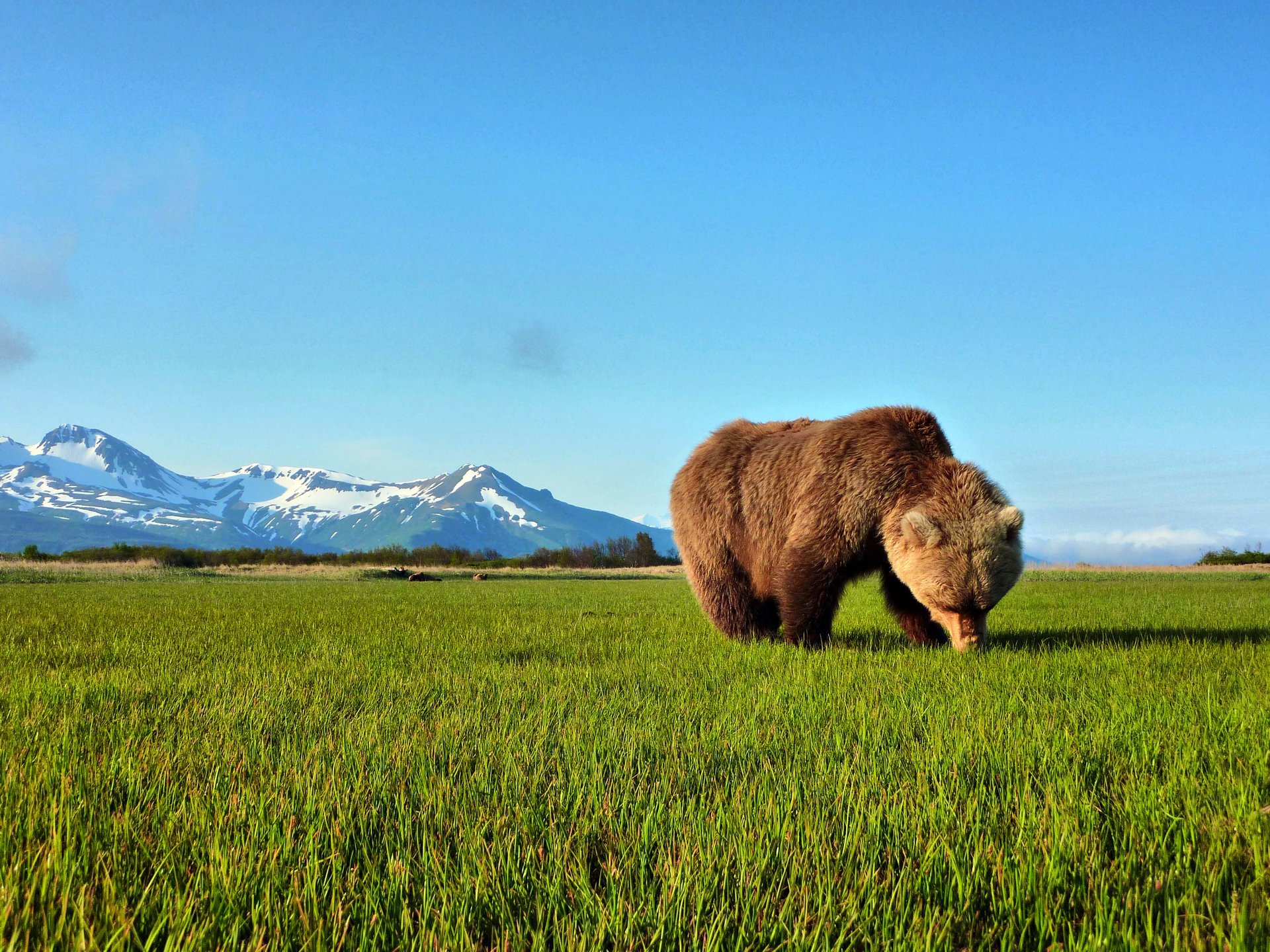 orso neve erba verde montagne cielo orizzonte