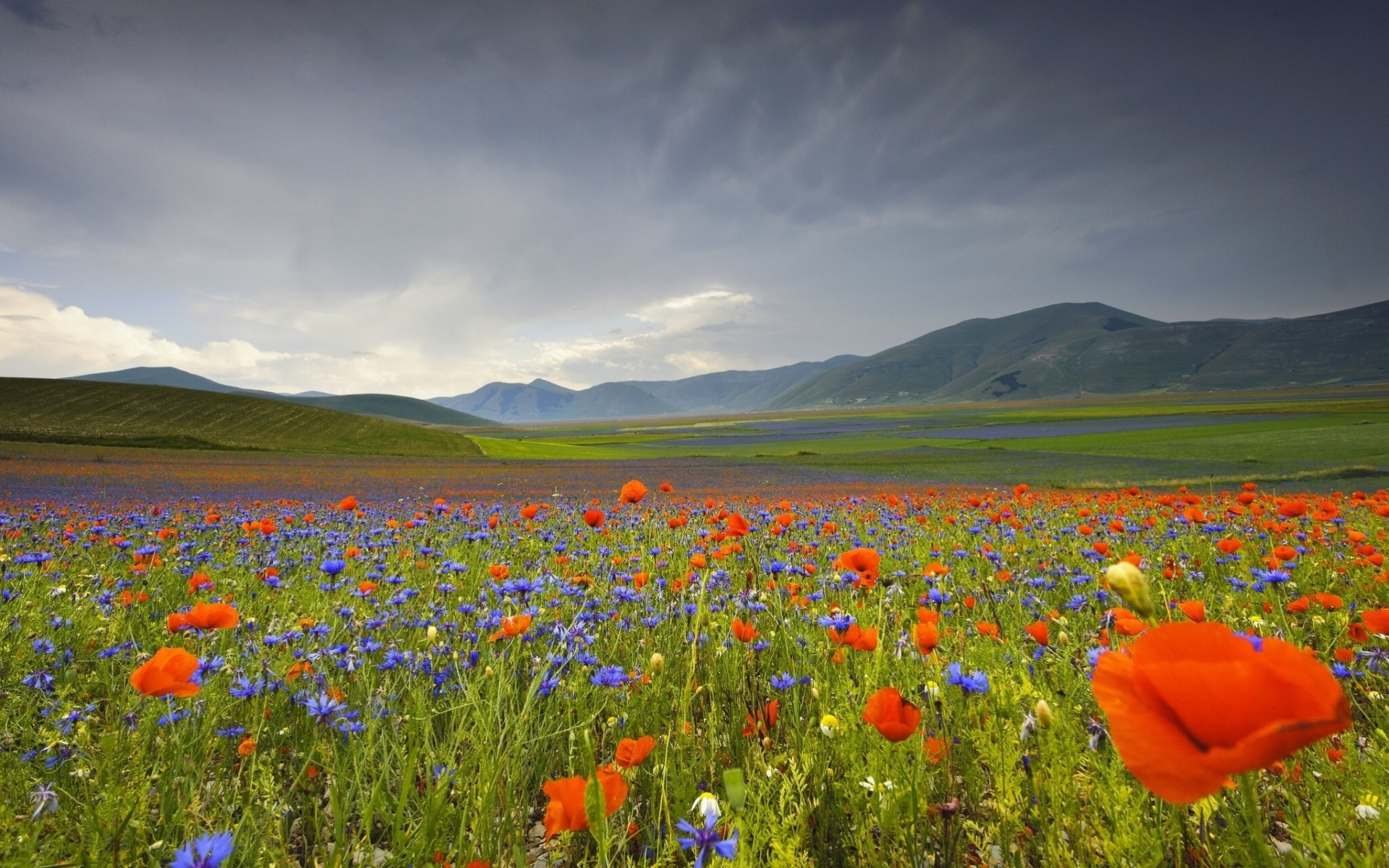 italie paysage fleurs coquelicots montagnes bleuets pré