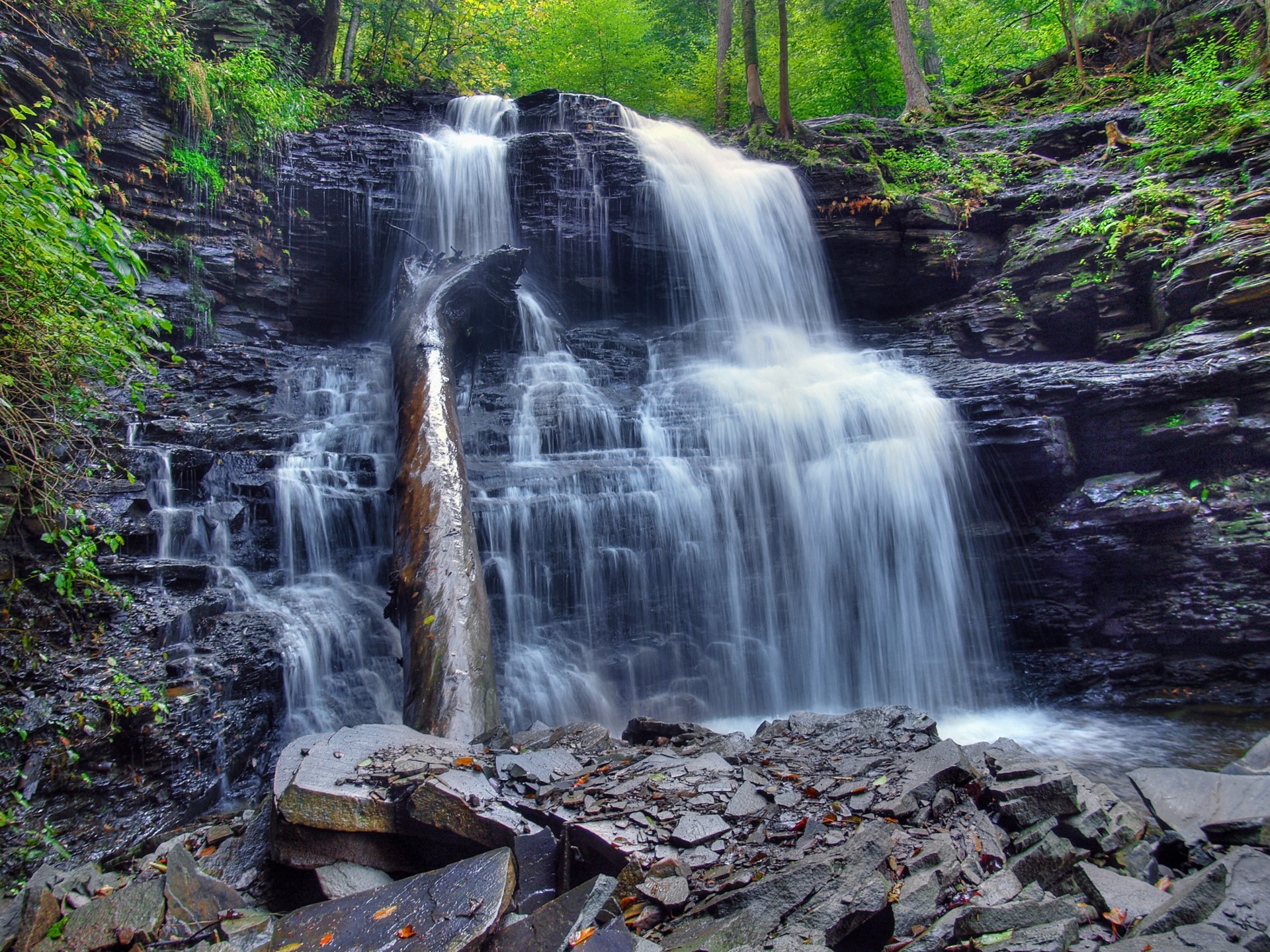 tree nature waterfall rock cascade