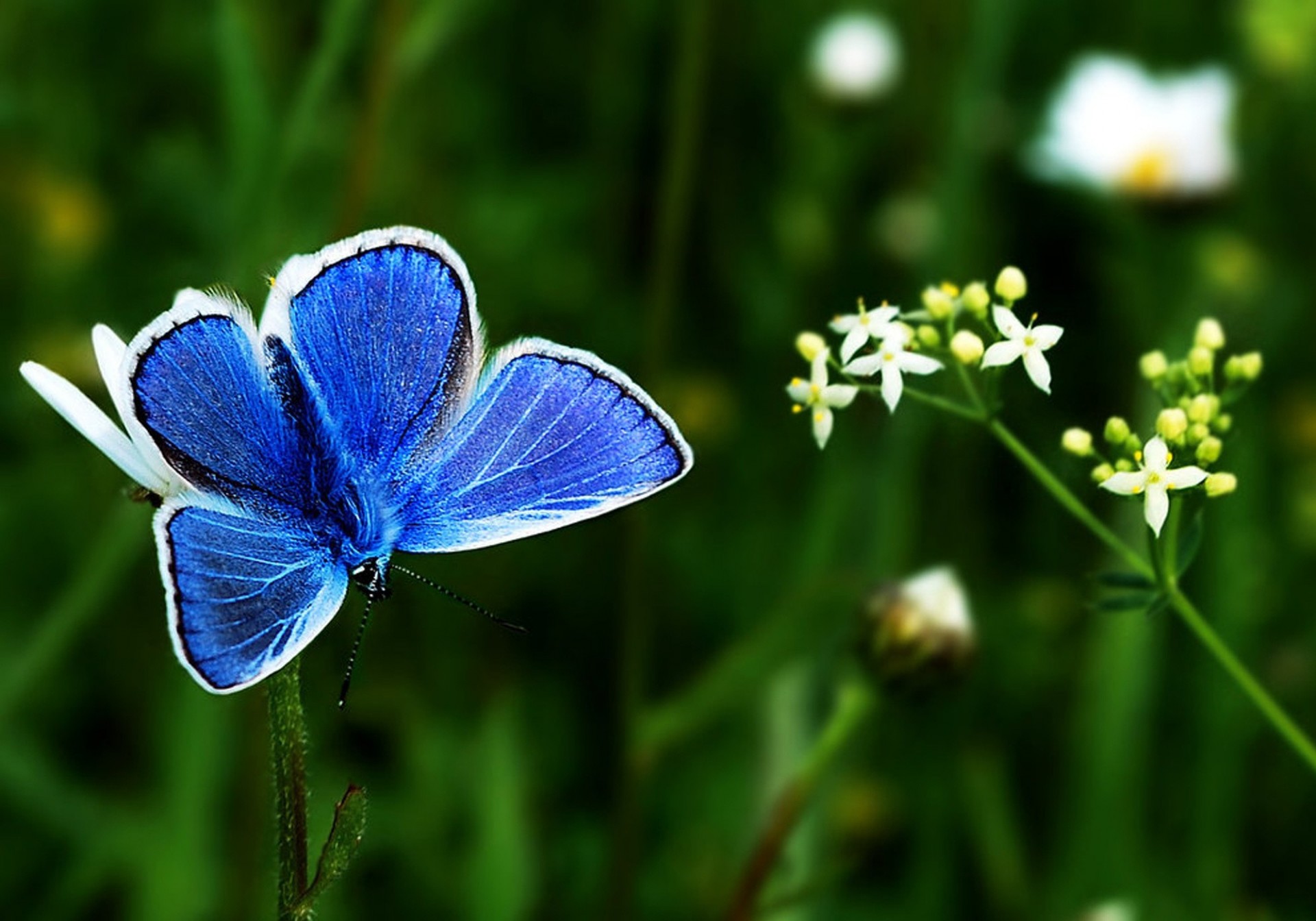 blumen zweig hintergrundbeleuchtung weiß blau