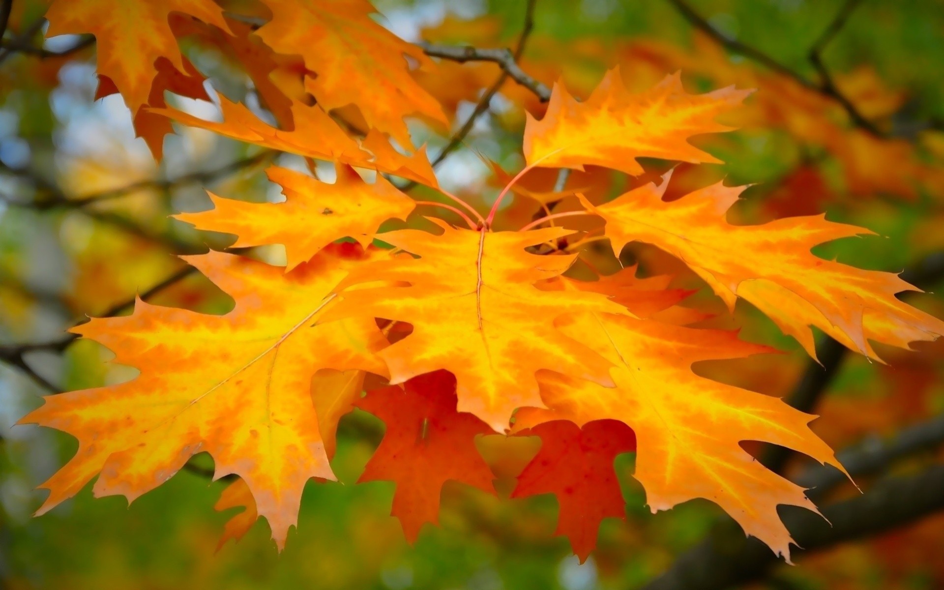 autumn sheet branches blurred background yellow