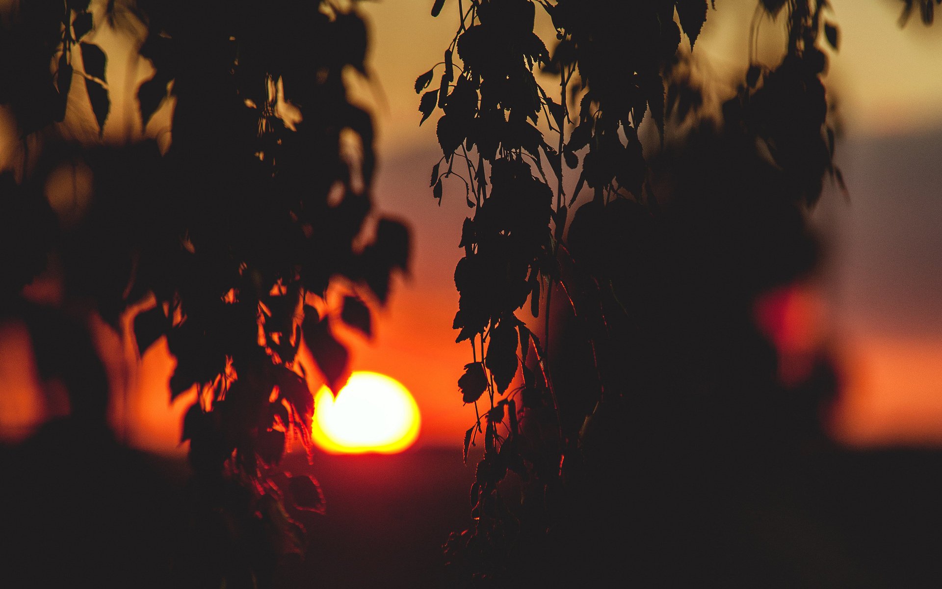 sonne stimmung sonnenuntergang zweige laub landschaft