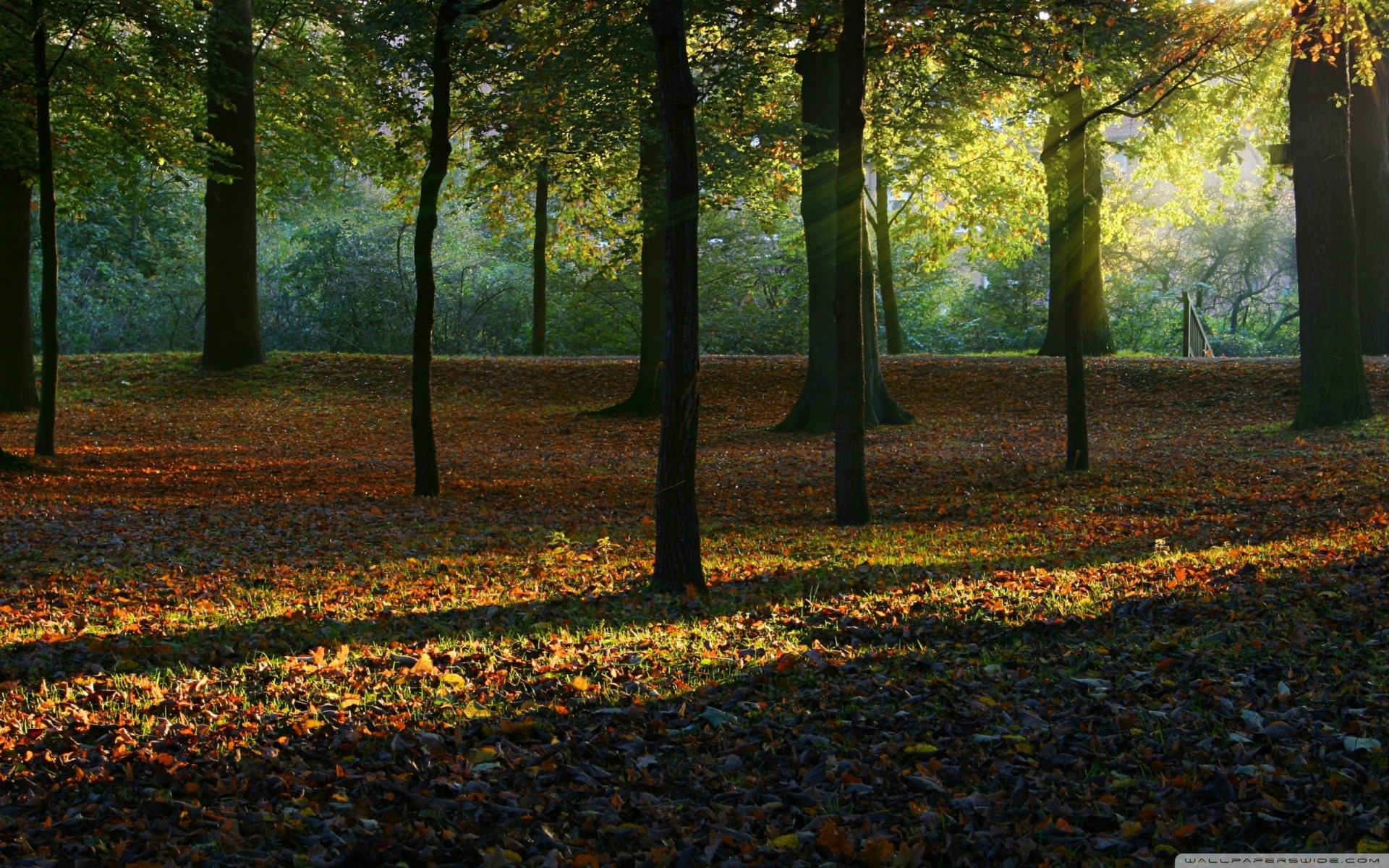 luz rayos luz del sol palmeras otoño