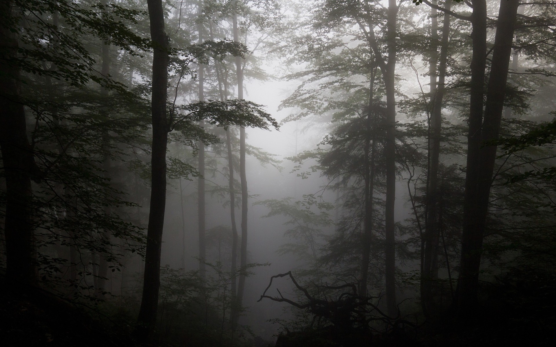 silhouettes arbres brouillard forêt bois flotté