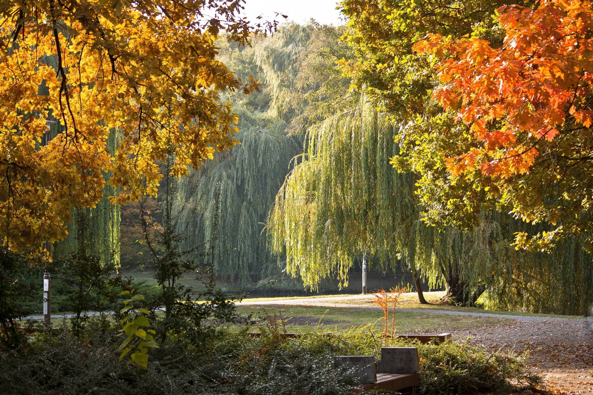 jesień park krajobraz węgry