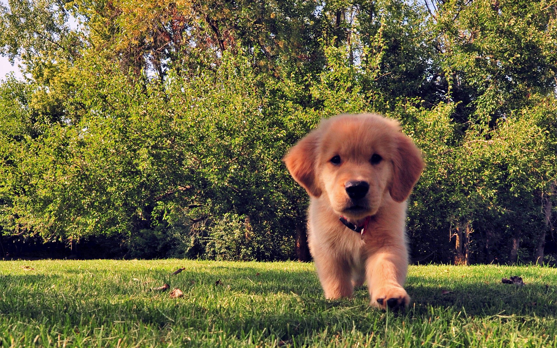 perro divertido árboles hierba verano cachorro