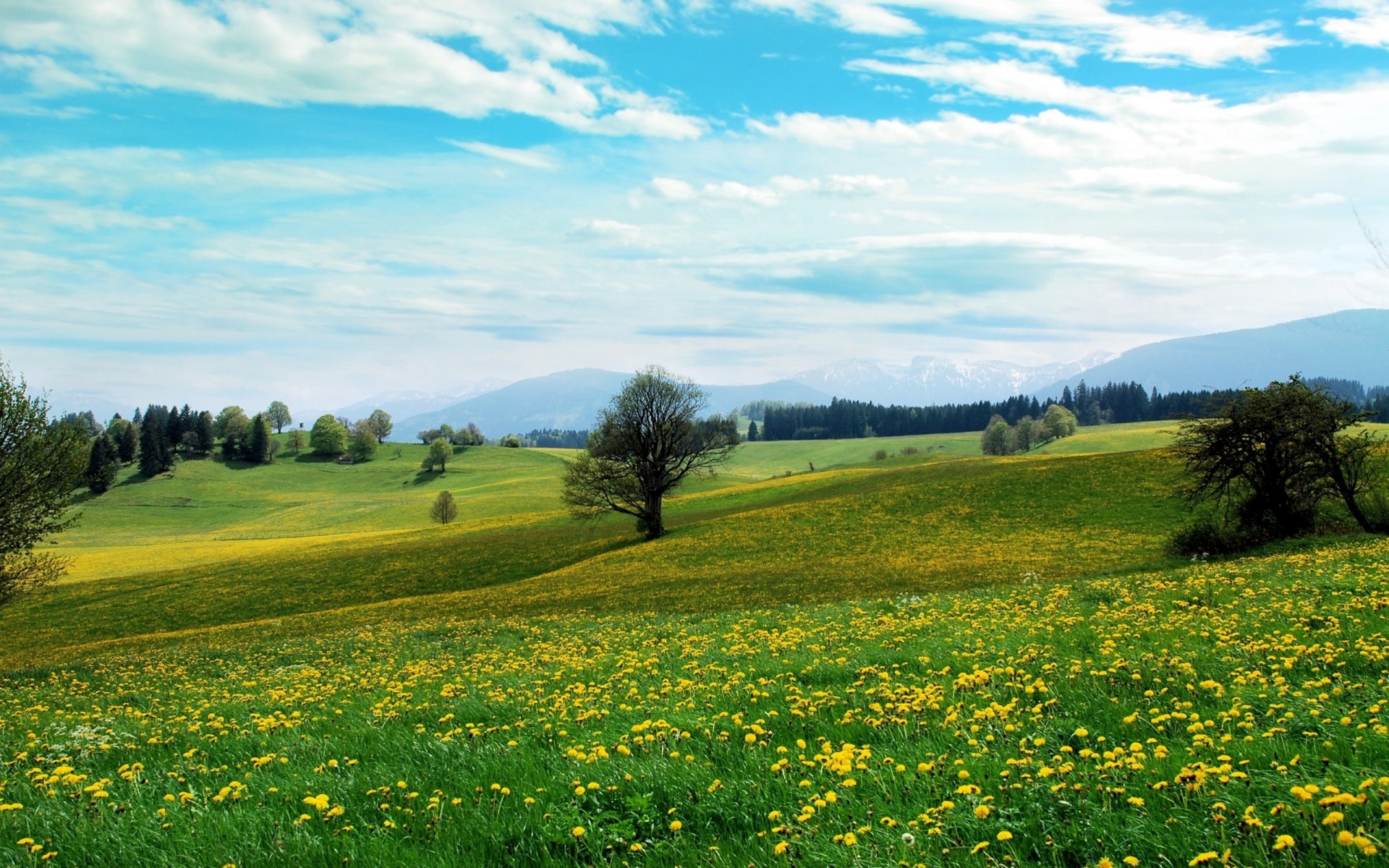 campo alberi primavera fiori