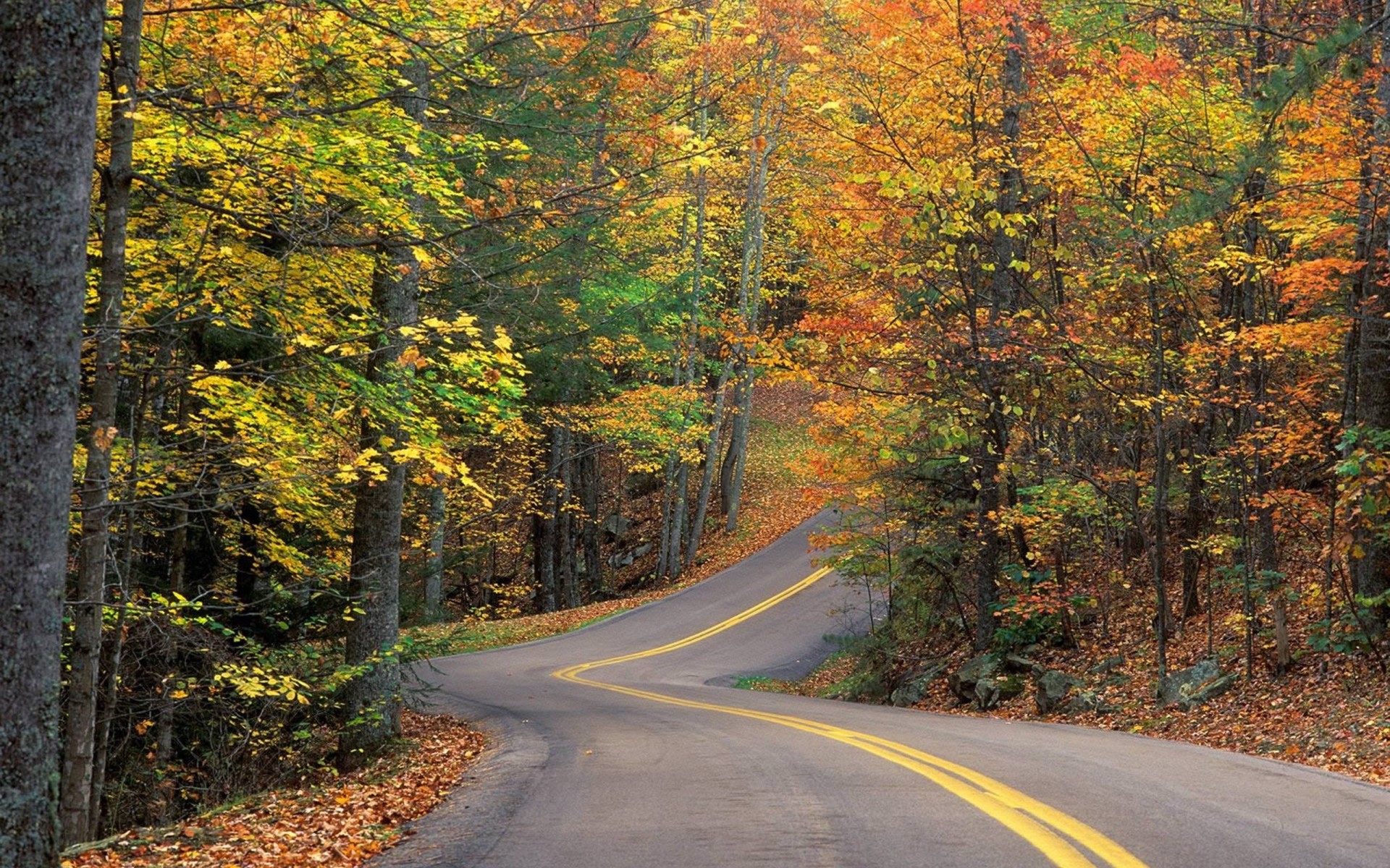 blatt straße bäume wald palmen herbst