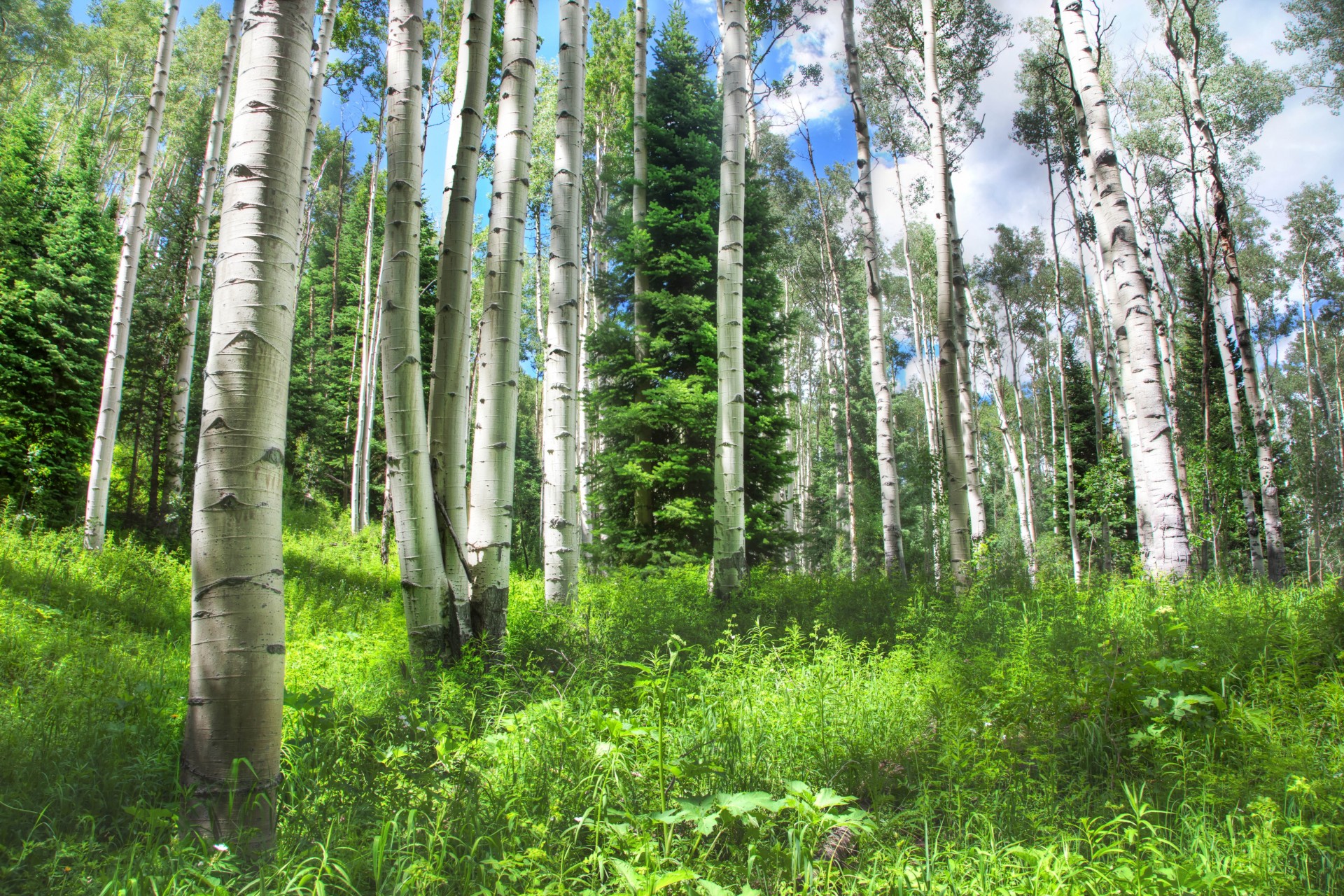 tree forest nature