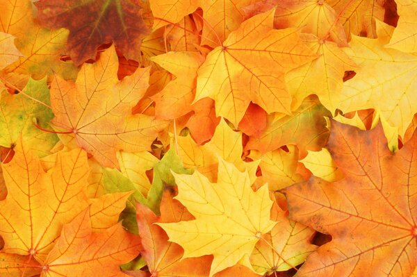 Herbstfarben in gefallenen Ahornblättern