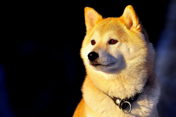 Chien pur-sang Shiba Inu dans un collier