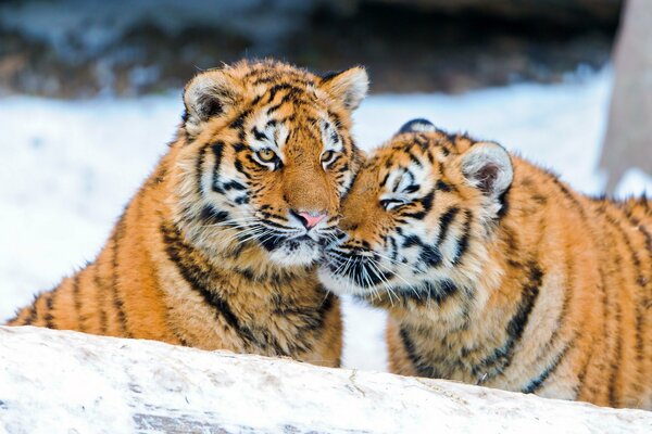 Zwei Tiger im Schnee