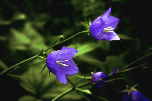 Bluebell flowers in nature in the forest