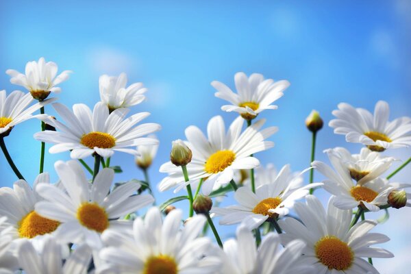 Daisies under the blue sky