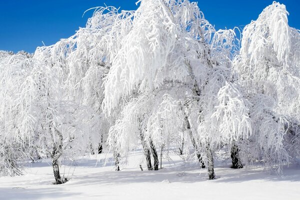 Winter trees in frosty frost