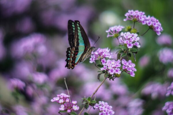 Una mariposa con alas verdes se sienta en una flor lila en un campo