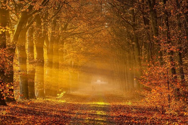 Bosque de otoño a la luz del sol