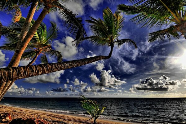 Palm trees on the ocean coast