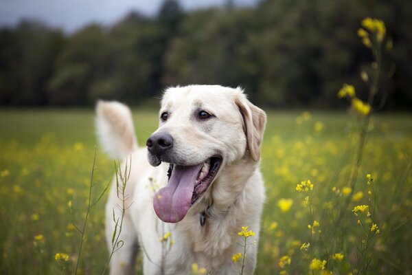 Un perro se saca la lengua en el campo en verano