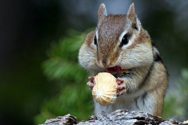 Маленький бурундук на природе кушает орехи