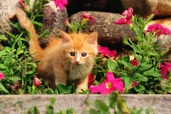 A red-haired kitten walks in flowers