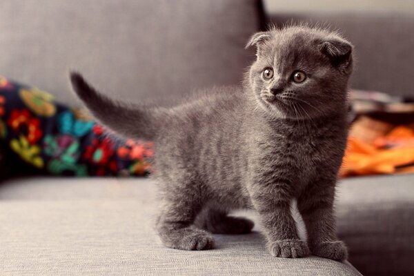 Mignon chaton gris sur le canapé