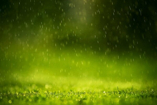 Gouttes de pluie, eau, herbe, netteté