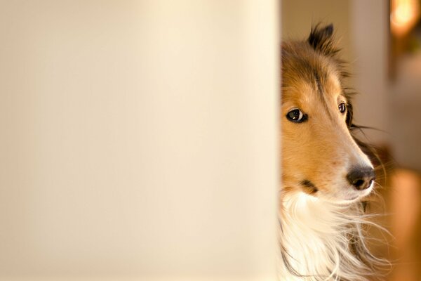 Cane collie che fa capolino dall angolo