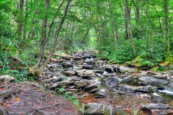 Río pedregoso de bosque limpio