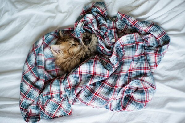 The cat sleeps in a shirt