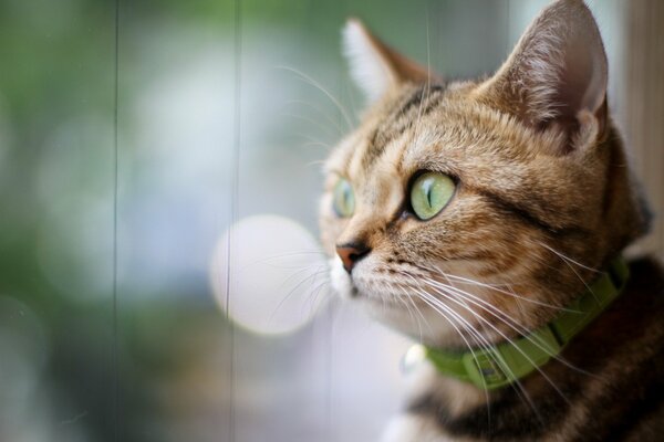 Mirada pensativa. Gato con collar verde