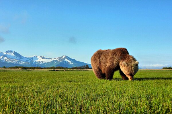 Brown bear on a lawn in the mountains