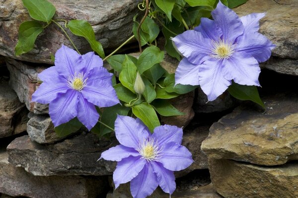 Lila Clematis-Blüten im Mauerwerk der Steine