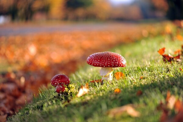 Champignons d automne sur un tapis d herbe verte