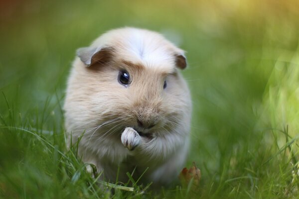 Hübsches Meerschweinchen im Gras