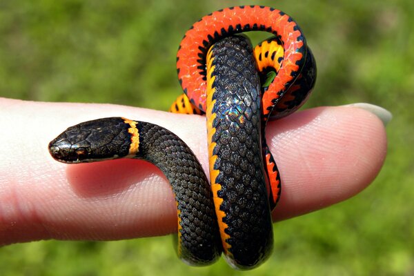 Ein kleines Schwarzes mit einer orangefarbenen Seite umschließt den Finger